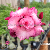 01 Rosa Do Deserto SIMONE