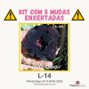 01 Kit com 5 mudas enxertadas L-14