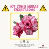 01 Kit com 5 mudas enxertadas LM-4