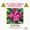01 Kit com 5 mudas enxertadas SUNTRA