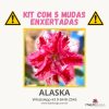 01 Kit com 5 mudas enxertadas ALASKA