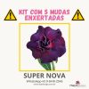 01 Kit com 5 mudas enxertadas SUPER NOVA