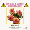 01 Kit com 5 mudas enxertadas THONG