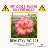 01 Kit com 5 mudas enxertadas BEAUTY / RC-101