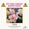 01 Kit com 5 mudas enxertadas TS-8