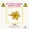 01 Kit com 5 mudas enxertadas YES