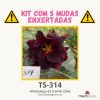 01 Kit com 5 mudas enxertadas TS-314