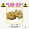 01 Kit com 5 mudas enxertadas TS-316