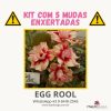 01 Kit com 5 mudas enxertadas EGG ROOL