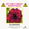 01 Kit com 5 mudas enxertadas ALABAMA