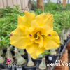 01 Rosa Do Deserto Amarelo Gema ARYA