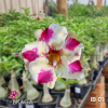 01 Rosa Do Deserto CHARLOTTE - IB-01
