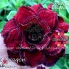 01 Rosa Do Deserto BLACK DRAGON