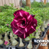 01 Rosa Do Deserto Enxerto PT-14 CRIMSON TIDE