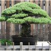 150G Bonsai 08-09-09 - VITAPLAN - Image 2