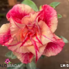 01 Rosa Do Deserto Enxertada PT-14 LM-56