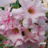 01 Rosa Do Deserto enxertada PT-14 LUNA