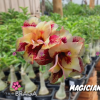 01 Rosa Do Deserto Enxerto PT-14 MAGICIAN ll