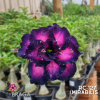 01 Rosa Do Deserto Especial Mirabilis - RC-127