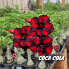 01 Rosa Do Deserto Enxertada PT-14 COCA COLA / EV-231