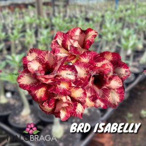 01 Rosa Do Deserto Enxertada VS14 ISABELLY