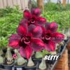 01 Rosa Do Deserto Enxerto Importado BETTY