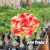 01 Rosa Do Deserto Vermelho mesclado Branco Dobrada PT-14 POP CORN 2