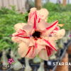 01 Rosa Do Deserto Enxerto Importado STAR RAIN