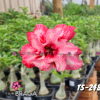 01 Rosa Do Deserto Enxertada PT-14 TS-248