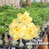 01 Rosa Do Deserto Dobrada PT-14 TS-250
