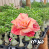 01 Rosa Do Deserto Enxertada PT-14 TS-360