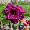 01 Rosa Do Deserto Enxertada PT-14 TS-475