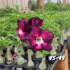 01 Rosa Do Deserto Enxertada PT-14 TS-49