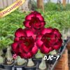 01 Rosa Do Deserto Enxerto PT-14 DJC-7