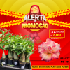 01 Rosa Do Deserto Enxerto POTE 6 - BEAUTY RC-101