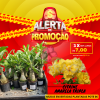01 Rosa Do Deserto Enxerto POTE 6 - CITRINE