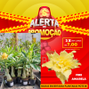 01 Rosa Do Deserto Enxerto POTE 6 - FIRE