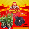 01 Rosa Do Deserto Enxerto POTE 6 - L-14