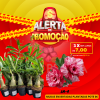 01 Rosa Do Deserto Enxerto POTE 6 - LM-4