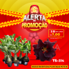 01 Rosa Do Deserto Enxerto POTE 6 - TS-314