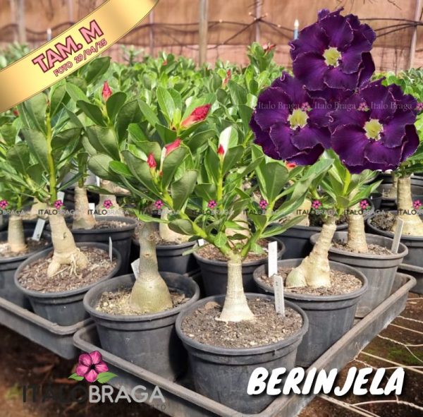 01 Rosa Do Deserto Enxertada BERINJELA VS-14 - Image 2