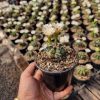 01 Cacto Raro Gymnocalycium Mihanovichii Variegata