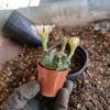 01 Cacto Raro Gymnocalycium Mihanovichii Variegata - Image 3