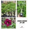 01 Rosa Do Deserto VIUVA NEGRA EV-29 PT-09