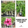 01 Rosa Do Deserto Dobrada PURPLE MEDAL PT-09