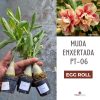 01 Rosa Do Deserto Enxerto POTE 6 - EGG ROLL
