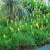 Bulbine Frutescens - Cebolinha de Jardim Ornamental - Image 3