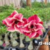 01 Rosa Do Deserto Enxertada Dobrada PT-14 TS-460