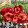01 Rosa Do Deserto Enxertada Dobrada PT-14 TS-500