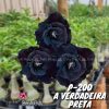 01 Rosa Do Deserto Enxertada Dobrada PT-14 - P-200